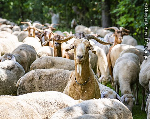 Ziegen und Schafe auf dem Rossfeld bei Oettingen Eine Ziege mit langen Hörnern steht inmitten einer Schafherde auf einer Wiese.