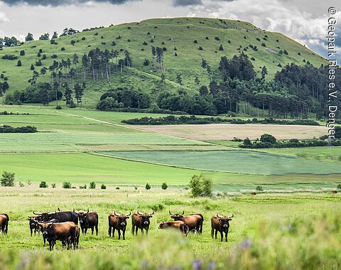 Auerochsen auf einer Wiese unterhalb des Ipfs Eine Herde von Rindern steht auf einer grünen Wiese, im Hintergrund ein bewaldeter Hügel.