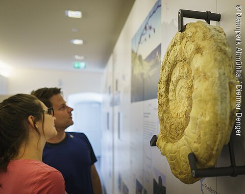 Zwei Personen betrachten ein großes Fossil an einer Museumswand.