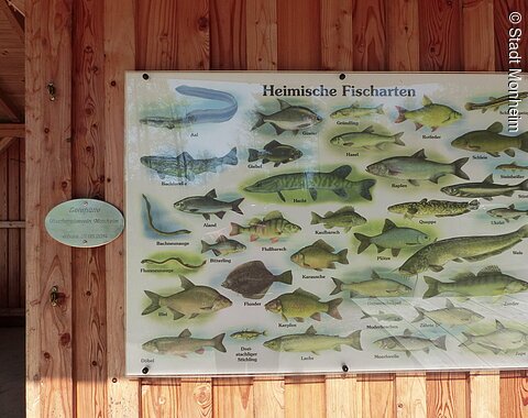 Tafel mit Illustrationen und dazugehörenden Namen heimischer Fischarten, angebracht an einer braunen Holzwand.