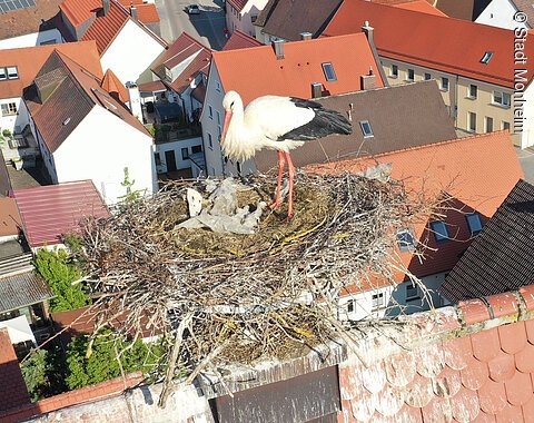 Ein Storch steht in einem großen Storchen-Nest auf einem Dach, umgeben von roten Ziegeldächern und Häusern.