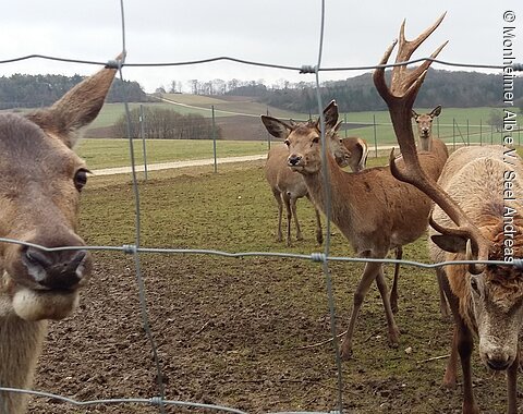 Mehrere Hirsche hinter einem Drahtzaun auf einer Wiese mit Hügeln im Hintergrund bei bewölktem Himmel.