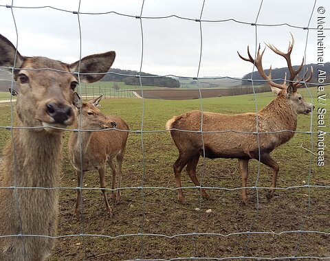 Drei Hirsche hinter einem Drahtzaun auf einer Wiese mit Hügeln im Hintergrund.