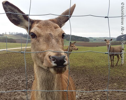Nahaufnahme eines Rehs hinter einem Drahtzaun mit zwei weiteren Rehen auf einer Wiese im Hintergrund