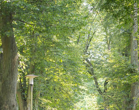 Ein Weg in einem Park, gesäumt von hohen Bäumen. Menschen spazieren entlang des Weges.