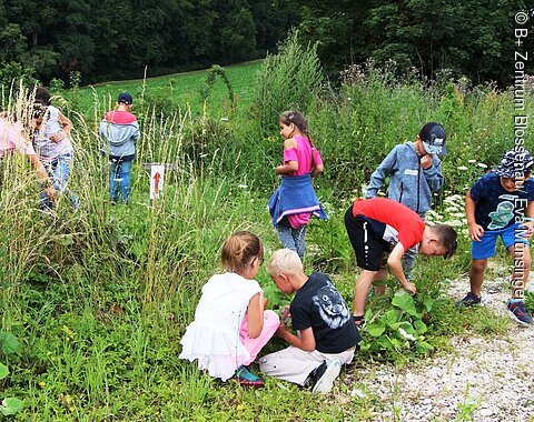 B+ Zentrum Blossenau - Natur entedecken Kinder untersuchen Pflanzen und Natur in einer grünen Wiese mit hohem Gras und Büschen.