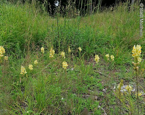 Gelbe Blüten auf grüner Wiese mit hohem Gras und einzelnen Pflanzen im Hintergrund.
