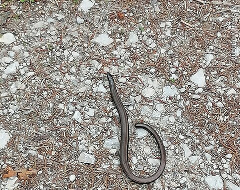 Braune Blindschleiche auf kiesigem Boden mit kleinen Steinen und trockenen Nadeln.