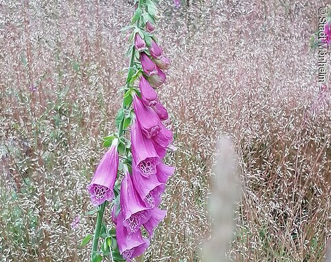 Einzelne lila Fingerhutblüte vor unscharfem Hintergrund aus trockenem Gras und weiteren Blüten.