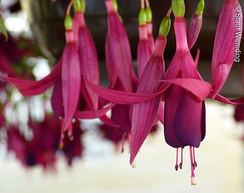 Fuchsienstadt Wemding
