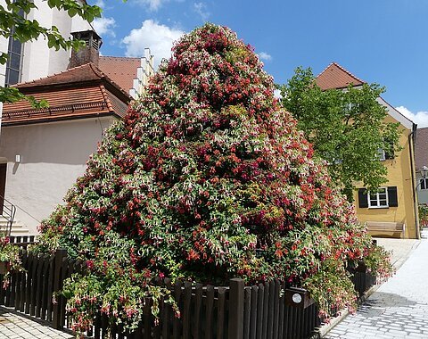 Fuchsienpyramide