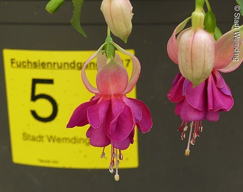Fuchsie "Stadt Wemding"