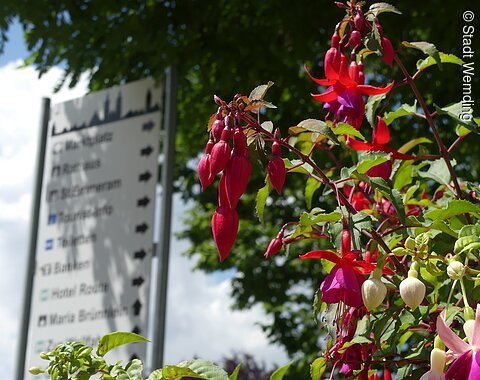 Fuchsien Wemding Die Fuchsien in wemding