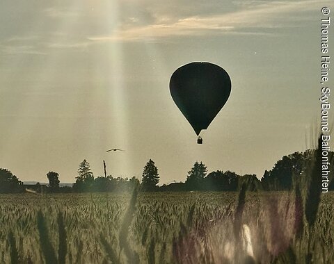 Heißluftballon über einem Feld bei Sonnenuntergang mit Bäumen am Horizont und Vogel im Flug.