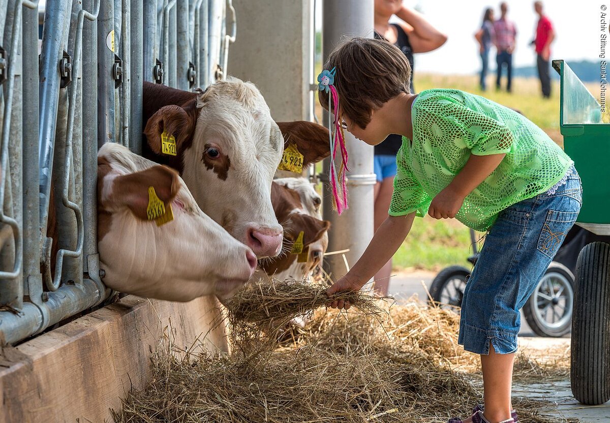 Johannes Hof Marxheim Ein Mädchen füttert im Stall Kühe mit Heu.