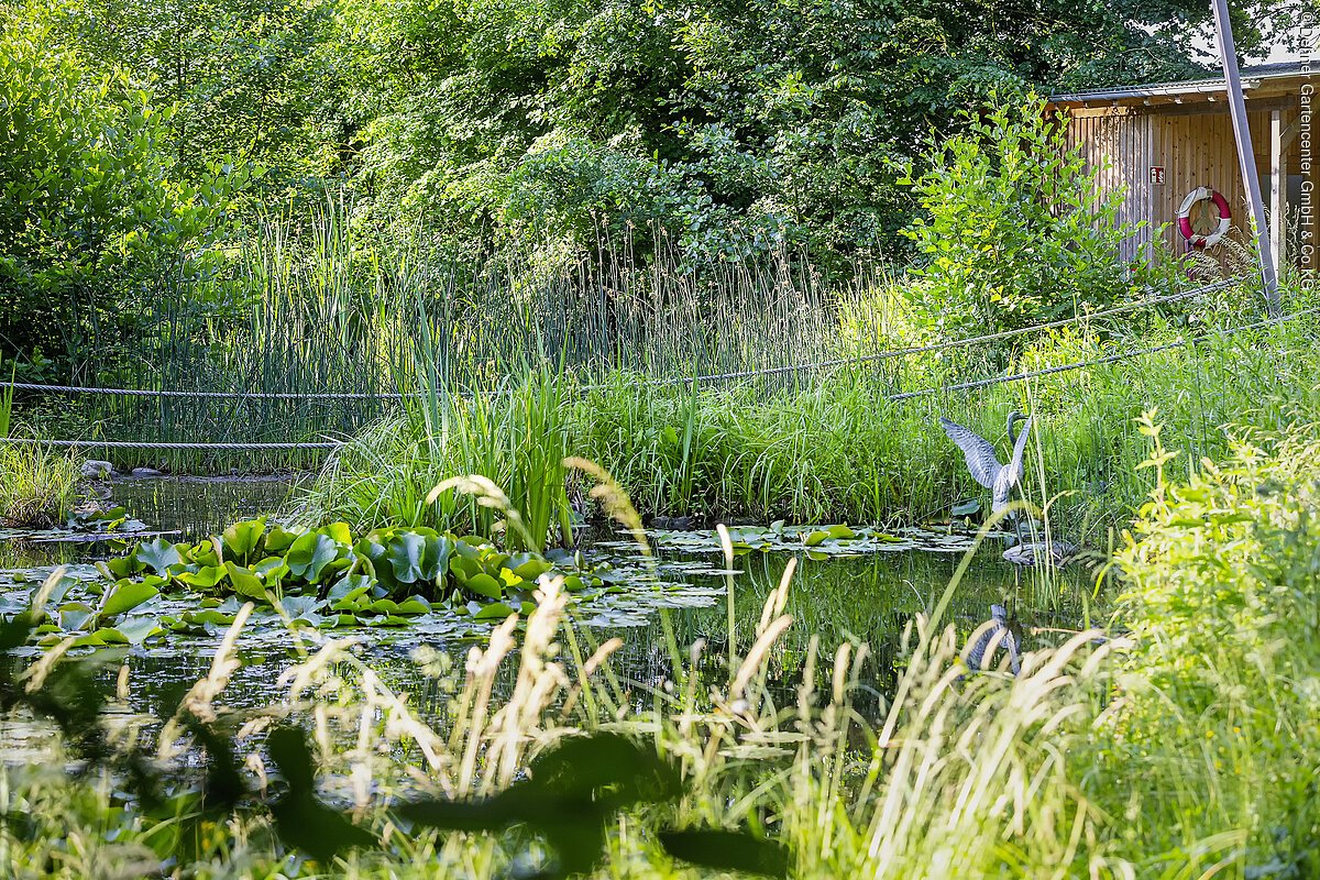 Blick auf einen Teich. Man sieht am Ufer Schilf und Gräser und rechts im Bild steht eine Holzhütte.