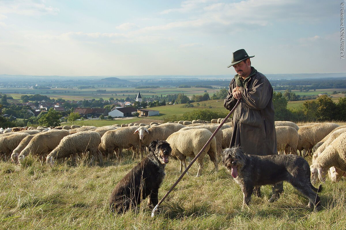 Schäfer mit Herde am Mähhorn bei Huisheim Ein Schäfer mit seiner Herde und seinen zwei Hunden am Mähhorn bei Huisheim. In Hintergrund hat man einen wunderbaren Blick in das Ries.