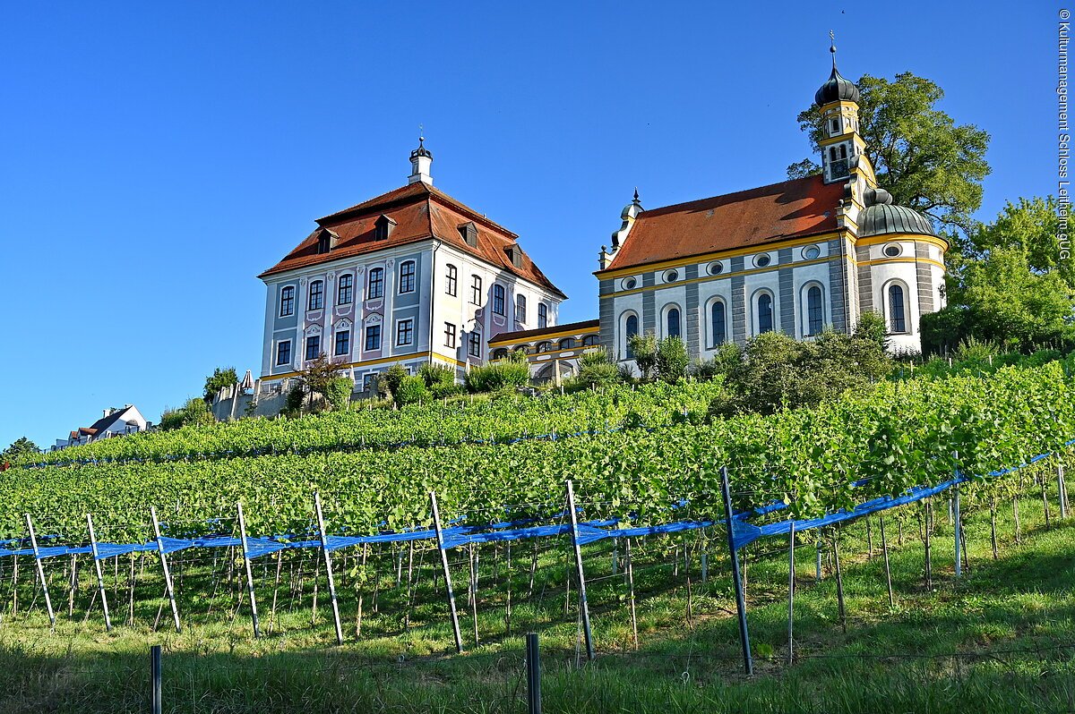 Blick auf den unterhalb des Schlosses liegenden Weinberg
