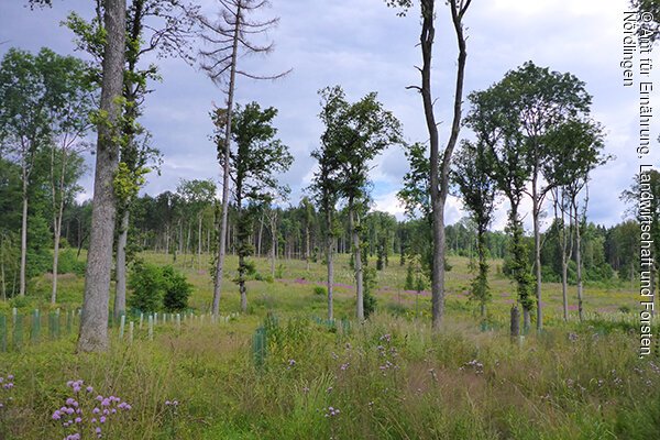 Kahlflächen nach drei sommerlichen Gewitterstürmen im Stadtwald Monheim Waldlichtung mit Bäumen, Gras und lila Wildblumen unter bewölktem Himmel.
