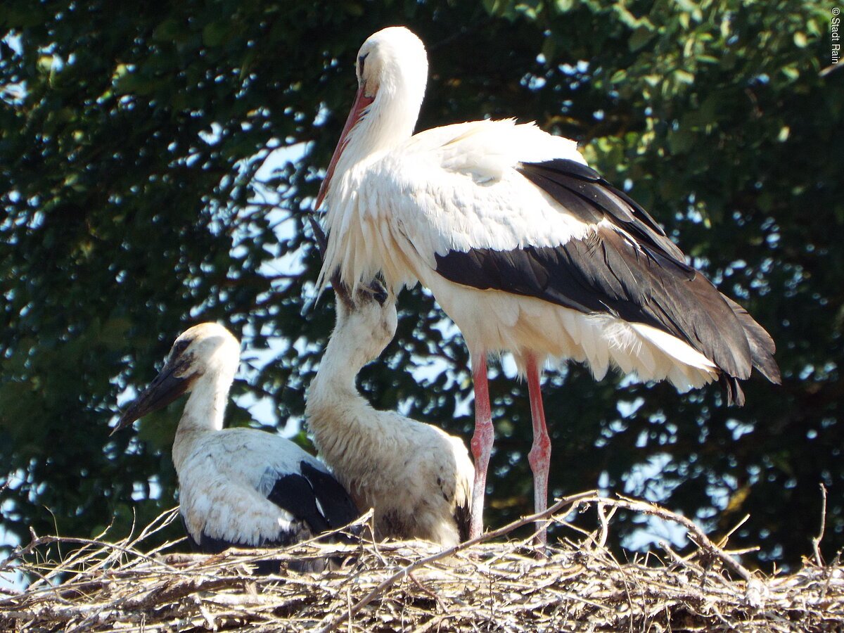 Ein Storch füttert seine beiden Jungtiere