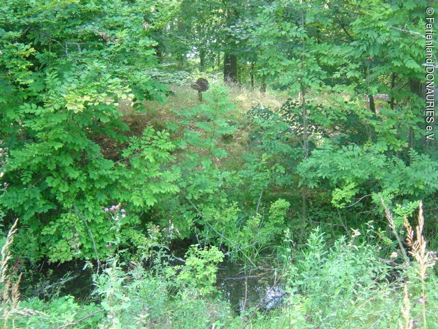 Blick auf die im Wald liegende, bewachsene Keltenschanze bei Amerdingen.