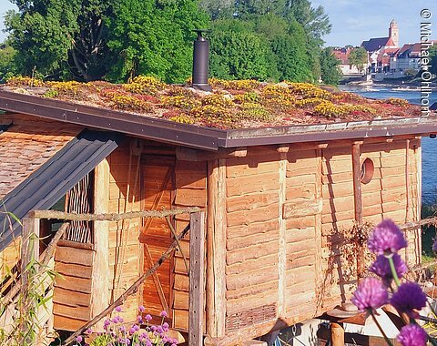 Holzhaus mit begrüntem Dach am Flussufer, im Vordergrund lila Blüten, im Hintergrund Bäume und Stadtansicht und Blick auf den Fluss Donau.